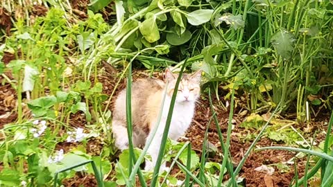 The cat poo in the field