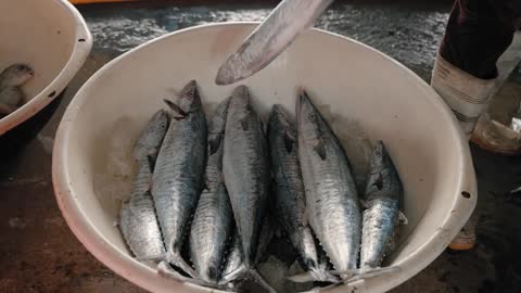 Close Up Shot of Fish in Bucket