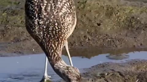 Bird 🕊️ Eating 🐟