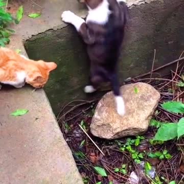 The cat tried to save the dog, but couldn't because the puppy is too fat