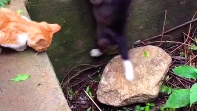 The cat tried to save the dog, but couldn't because the puppy is too fat