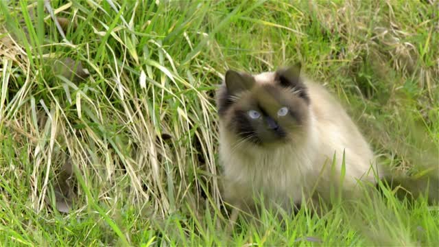 Colorpointed cat in grass focused on something