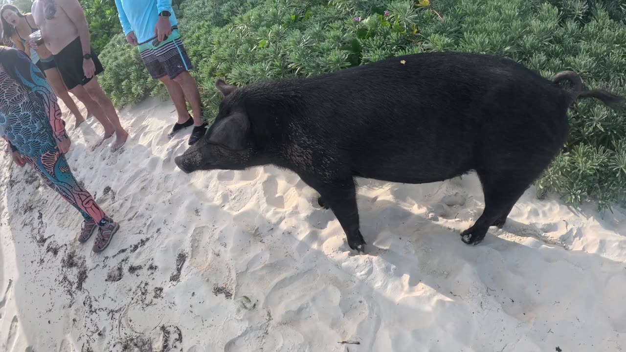 Swimming Pigs in the Bahamas!