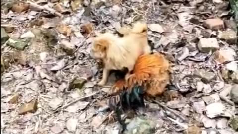 Rooster Playing with Puppies