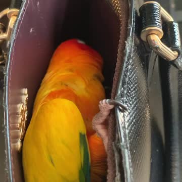 Parrot Goes Crazy for Mom's Purse