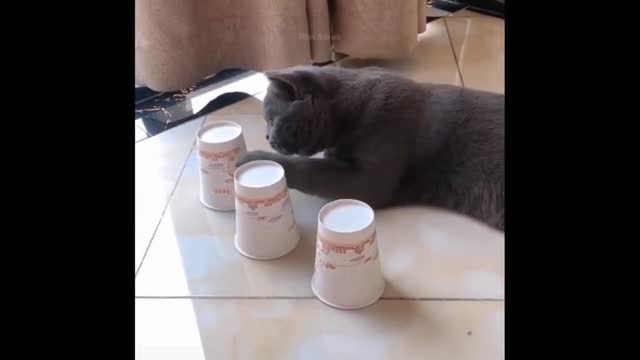 Cats funniest videos