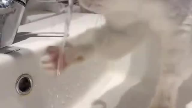 Cute baby cat drinking water by tap.