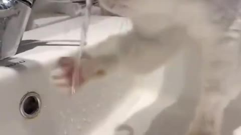 Cute baby cat drinking water by tap.