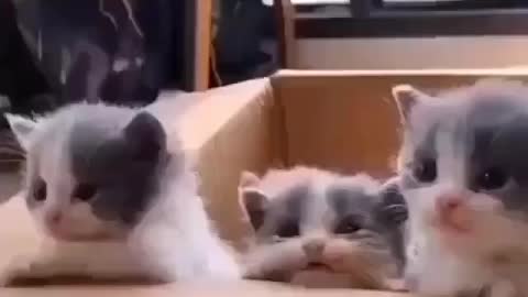 Cute kittens video