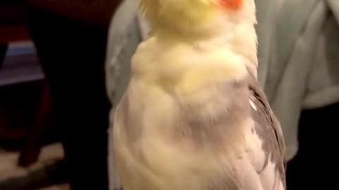 Singing Cockatiel