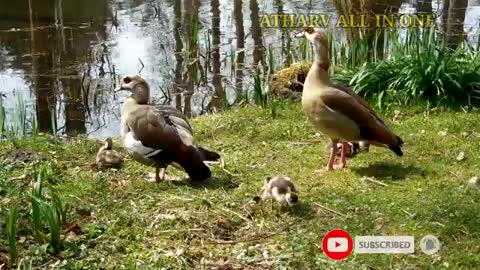 Wild Animals collection in 4k,Wildlife 4k Videos,Nature and wildlife Video
