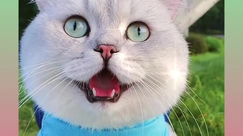Remakable Cat Funny Video Must Watch