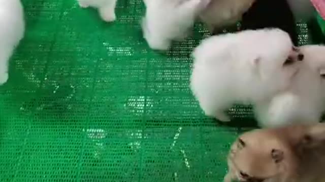 Funniest Animals Real 😹 - Best Of The 2020 #Funny Animals Videos - Try Not To Laugh #comedy #shorts