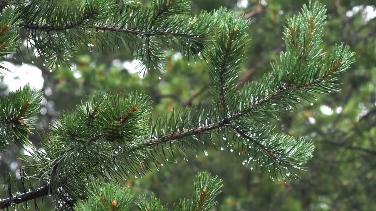 Sounds of Rain and Birds