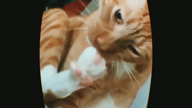 Funny pet video cats