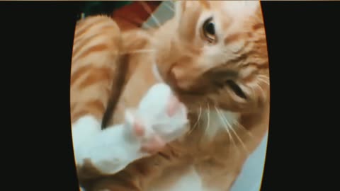 Funny pet video cats