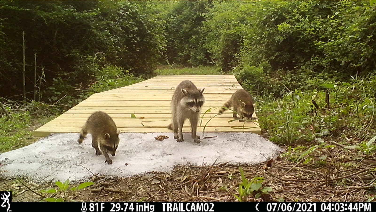 Carefree Little Coons