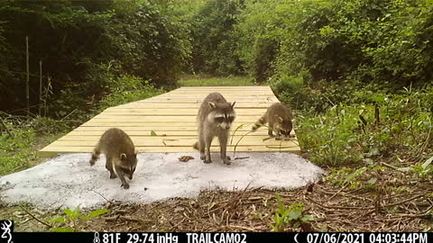 Carefree Little Coons