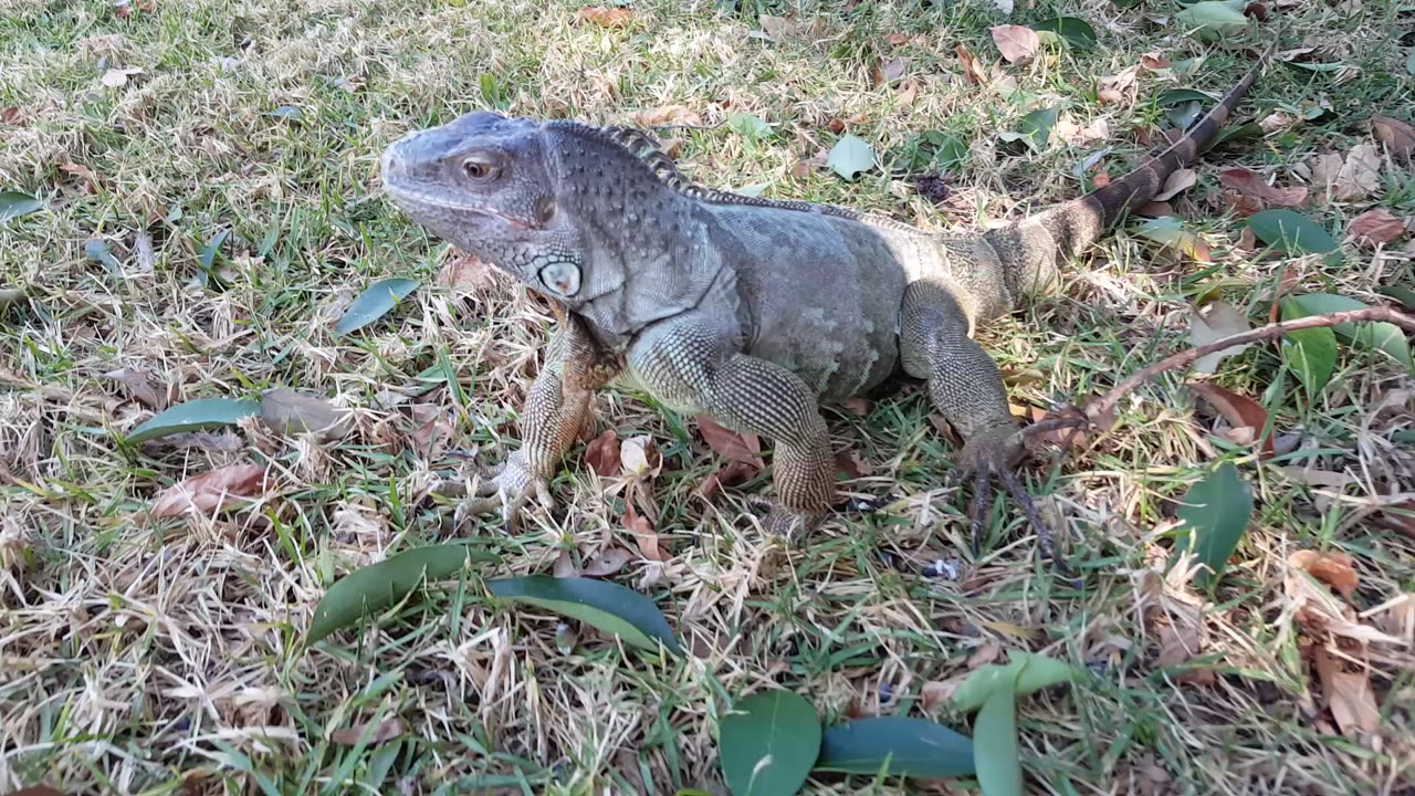 How Fast Do Green Iguanas Run?