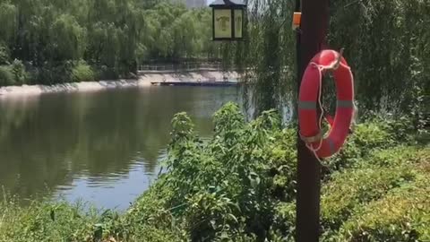 Weeping willows by the lake