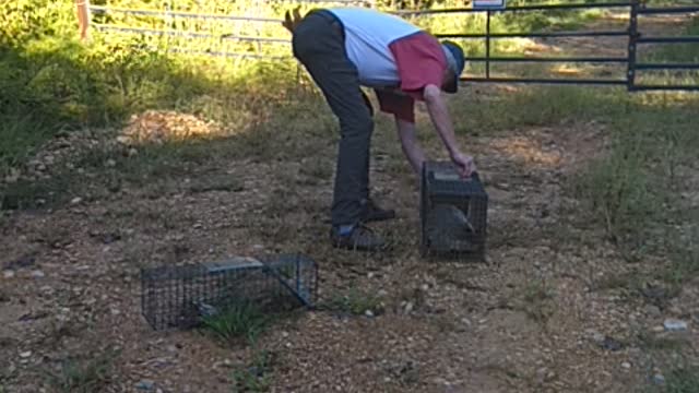 Groundhog day to go away, Release of Huge possum and Large Woodchuck 9-22