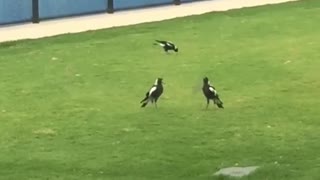 Battle of the Magpies