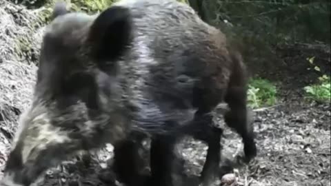 Wild boars family