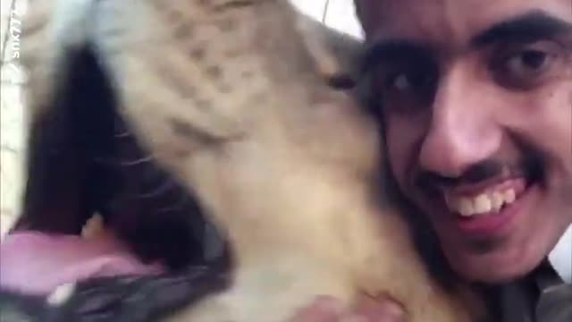 This Saudi plays with wild animals!