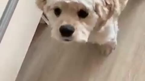 Coca-Spaniel, the cutie