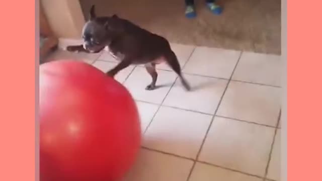 Funny dog and a balloon