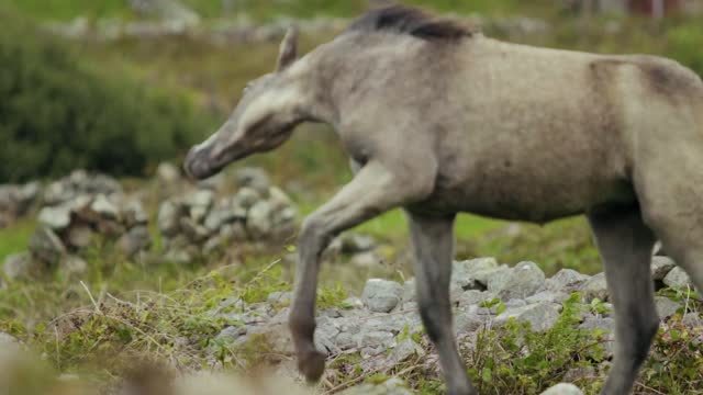 Horse running on grass and dancing.