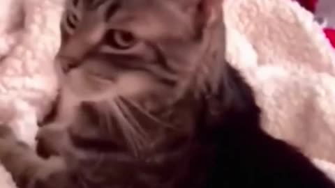 Funny Cats Shorts Kitten Watching Tom and Jerry😂😂😂Ep 315 #funnyshorts #cat #failarmyanimals #cats