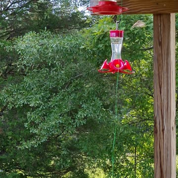 HUMMING BIRD 8k video