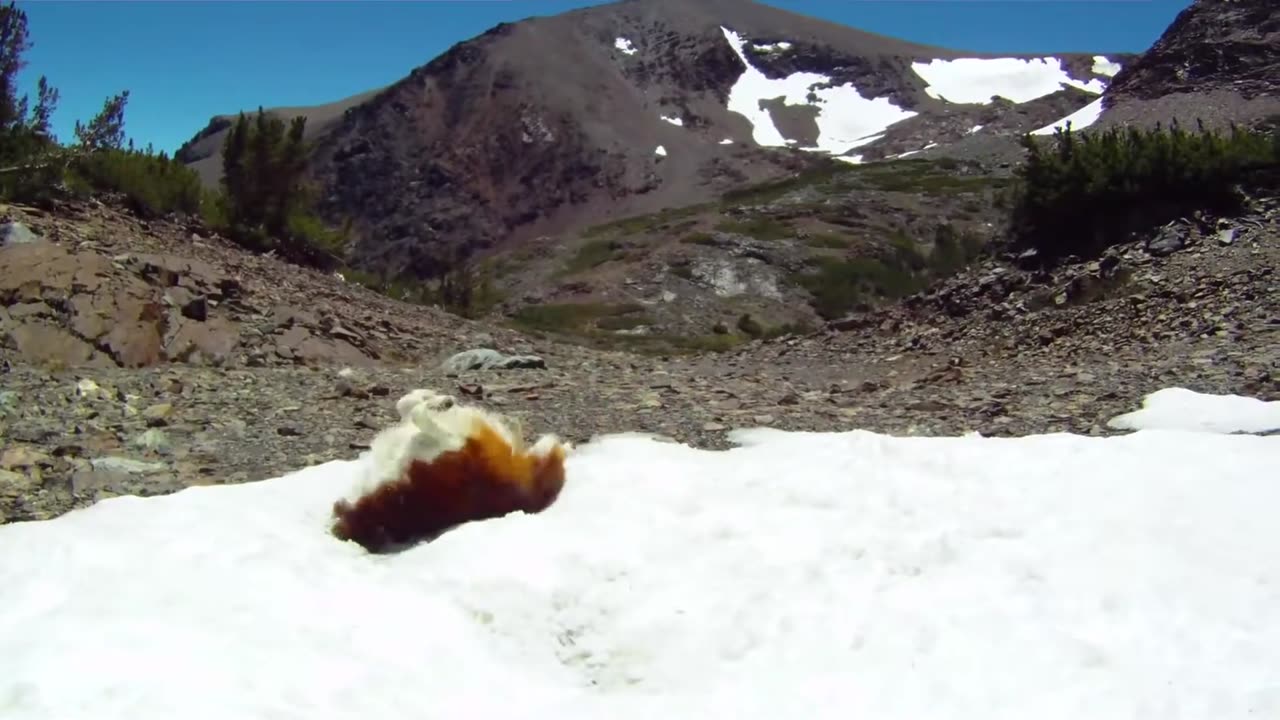 Funny dogs playing in the snow