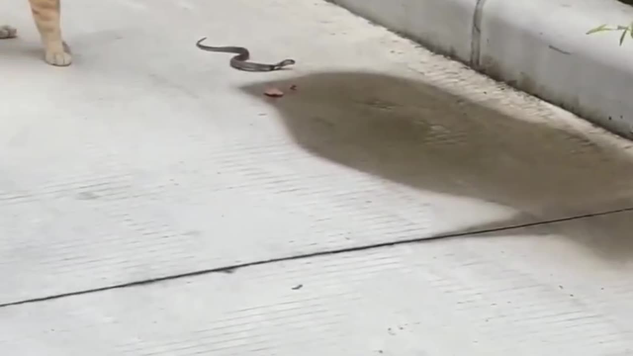 Cat Vs snak