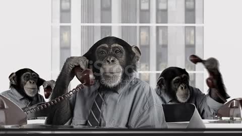 Chimpanzee calling funny vodeo