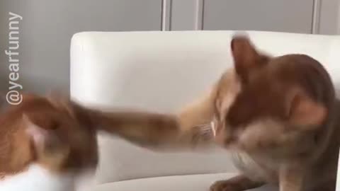 Funny cat video