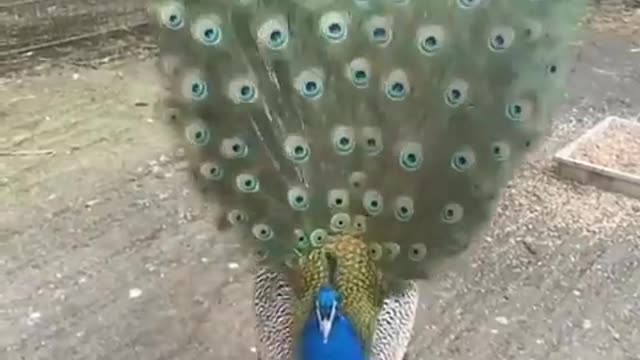 #Animal #birds #beauty #amazing #peacock