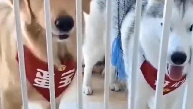 Funny Smart 🐕 Dog