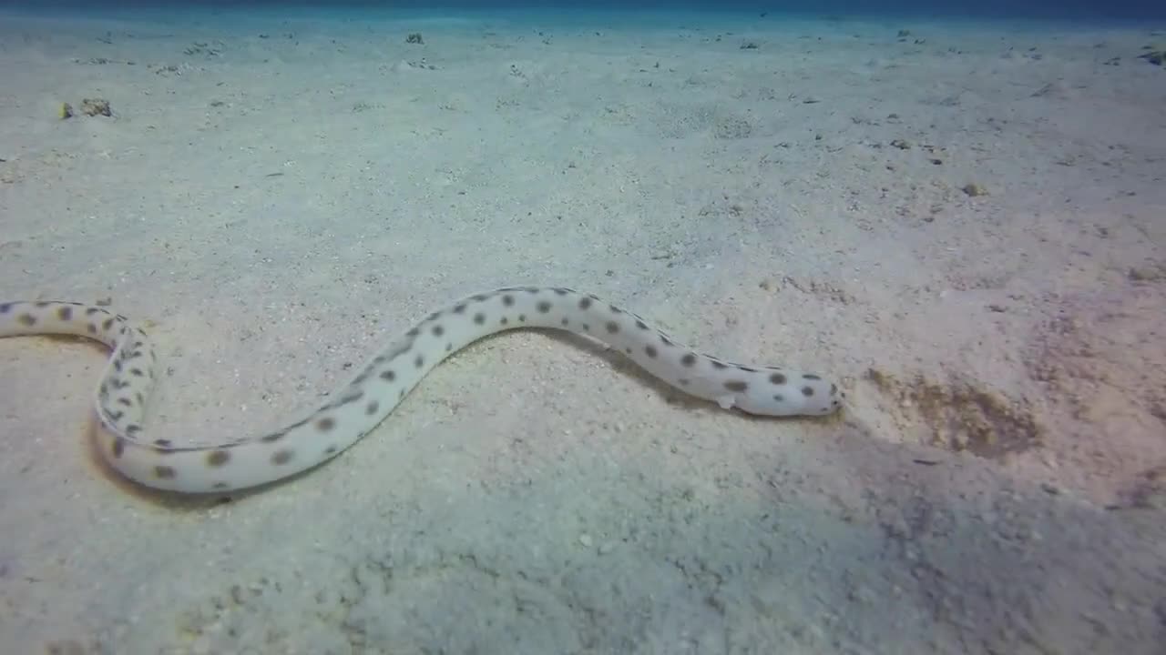 Coral Reef Snake