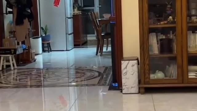 Its ears move whenever there is a sound