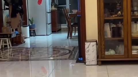 Its ears move whenever there is a sound