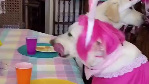 Dressed Dog party