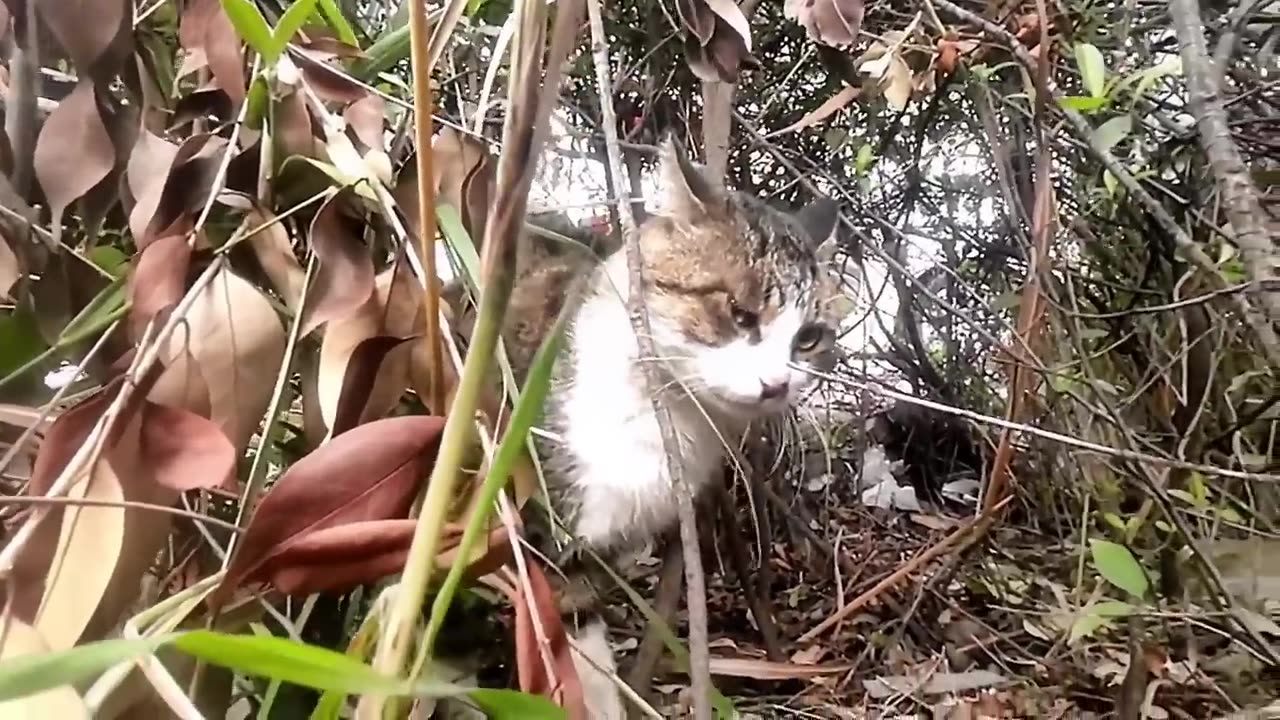 CatGoPros