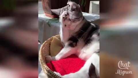 Cat playing in the water