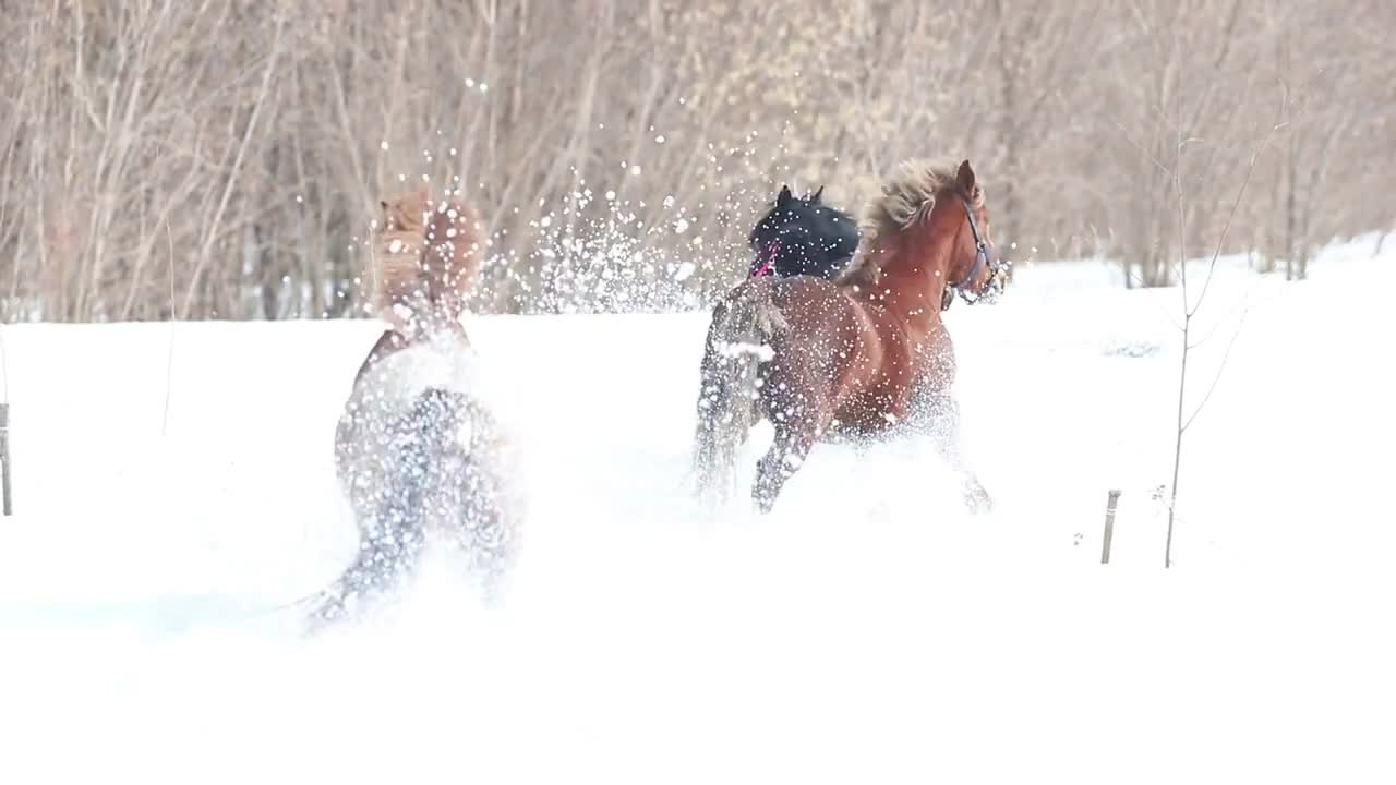 Four horses running on a snowy ground