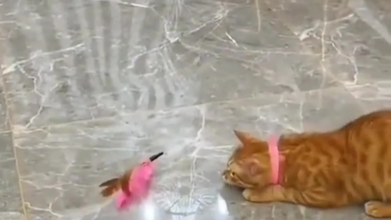 Testing Your Cat's Ability to Jump