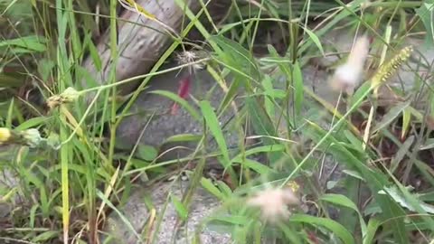 Small wild flowers in the meadow