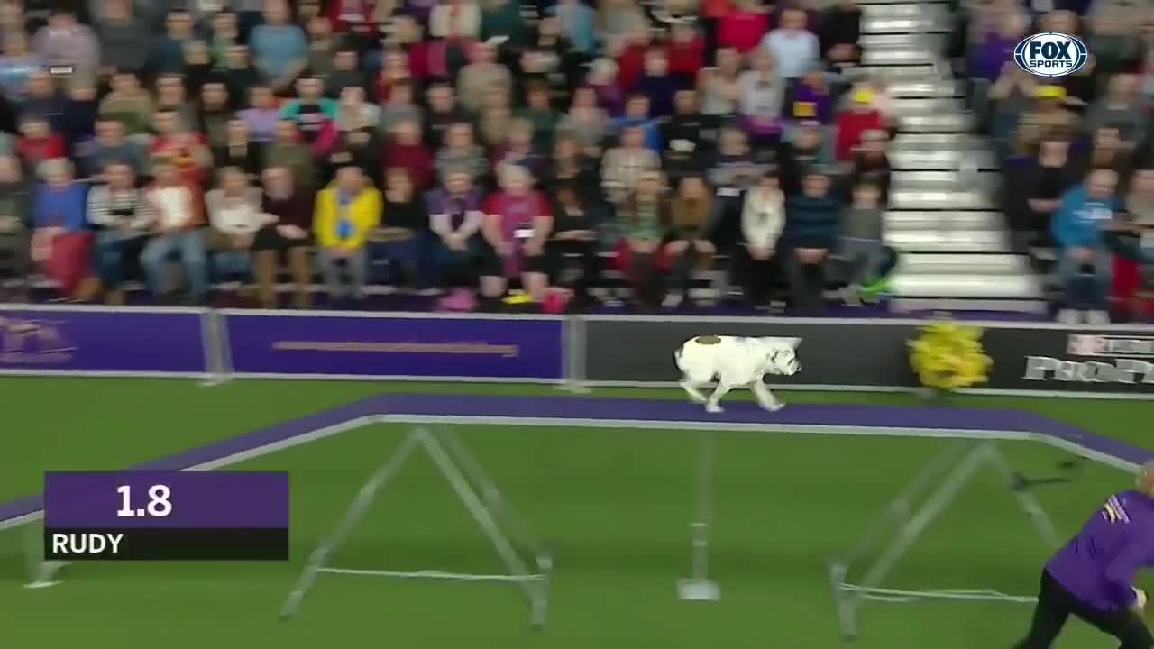 Watch Rudy the Bulldog crush the 2019 WKC Masters Agility course | FOX SPORTS