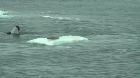 Orcas hunting seal on ice floe in Antarctica